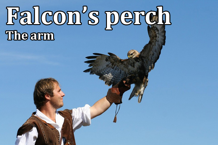 Kennings: falcon's perch