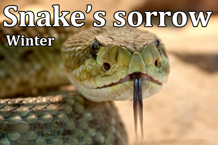 Kennings: snake's sorrow