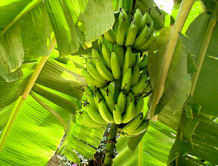 banana extinction bananas growing