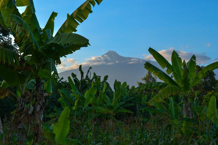 banana extinction banana plantation