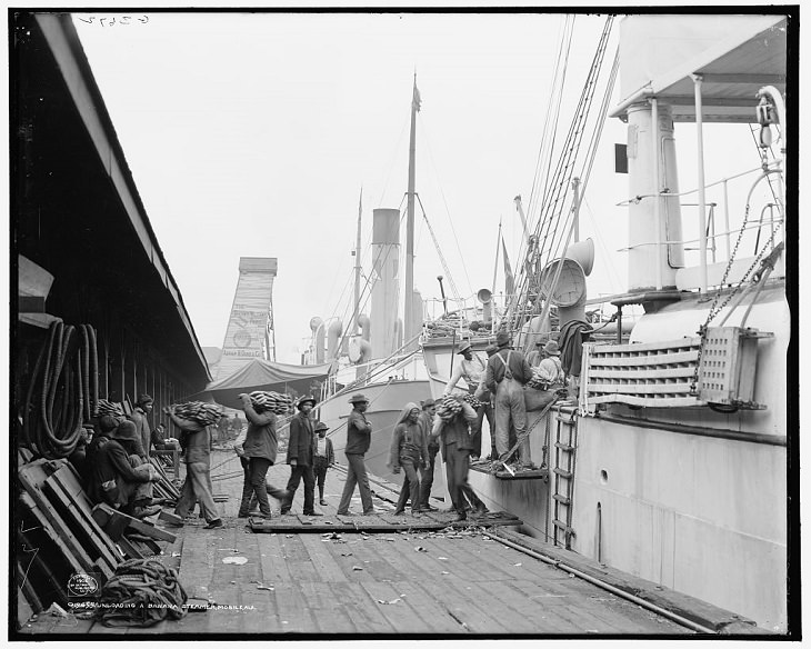 banana extinction unloading a banana steamer 1906