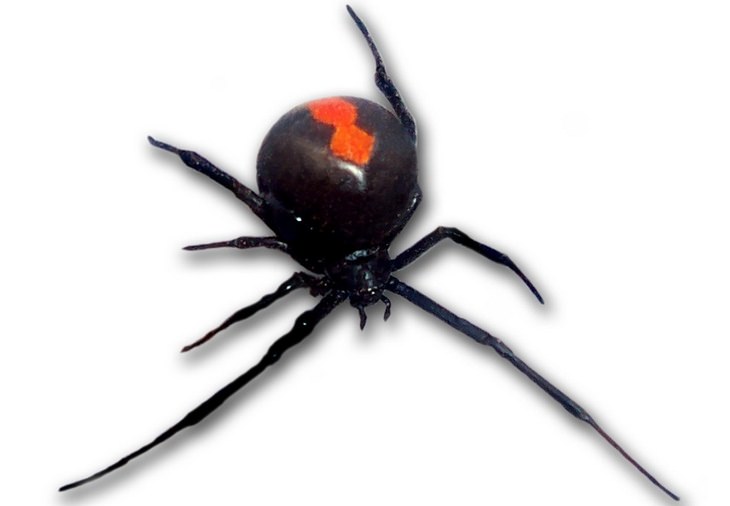 Bites and stings: black widow