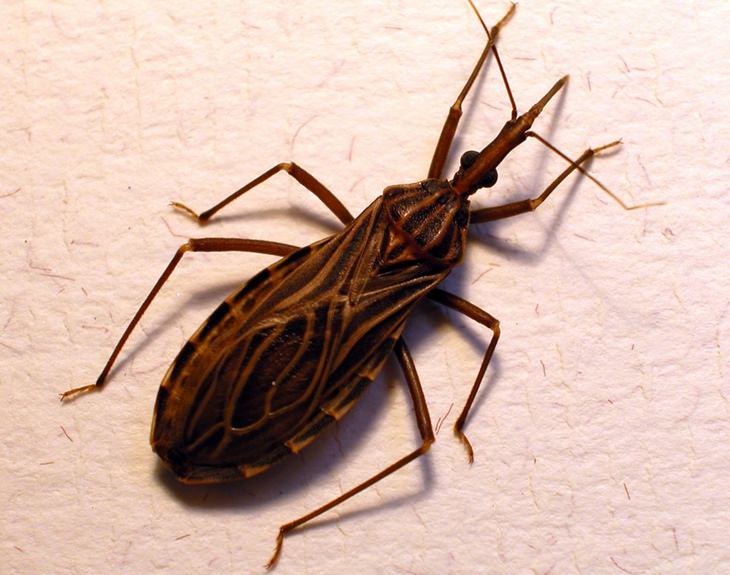 Bites and stings: kissing bug