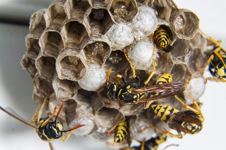 Bites and stings: wasps