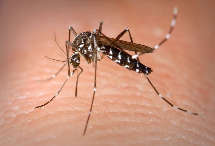 Bites and stings: mosquito
