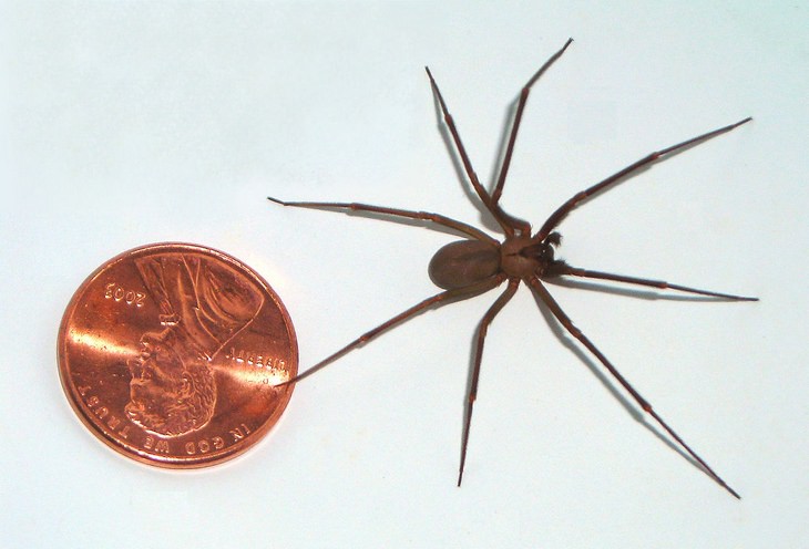 Bites and stings: brown recluse