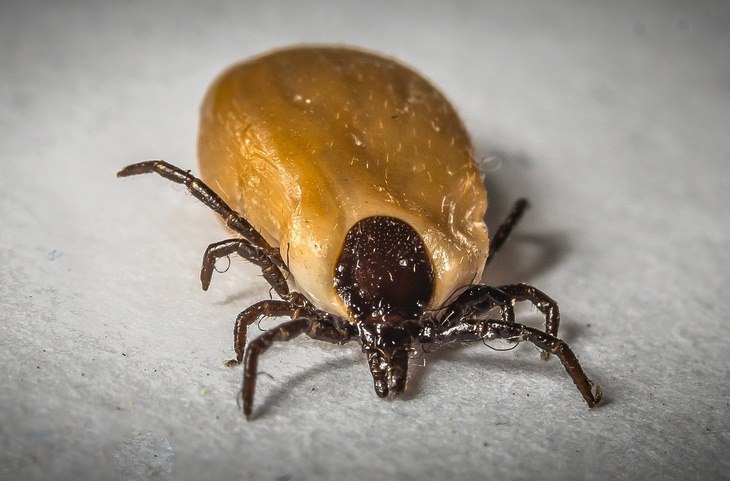 Bites and stings: ticks