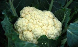 cauliflower