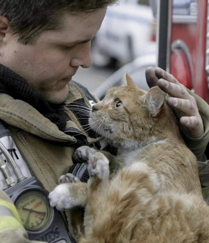 Heartwarming Cats: firefighter