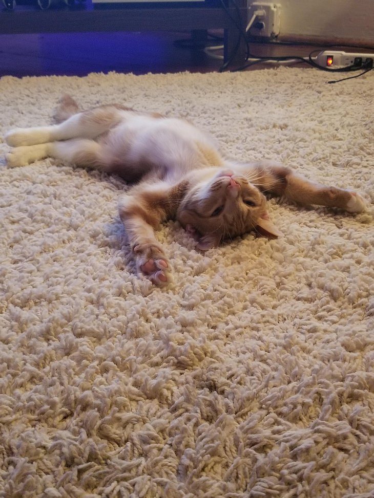 Heartwarming Cats: carpet