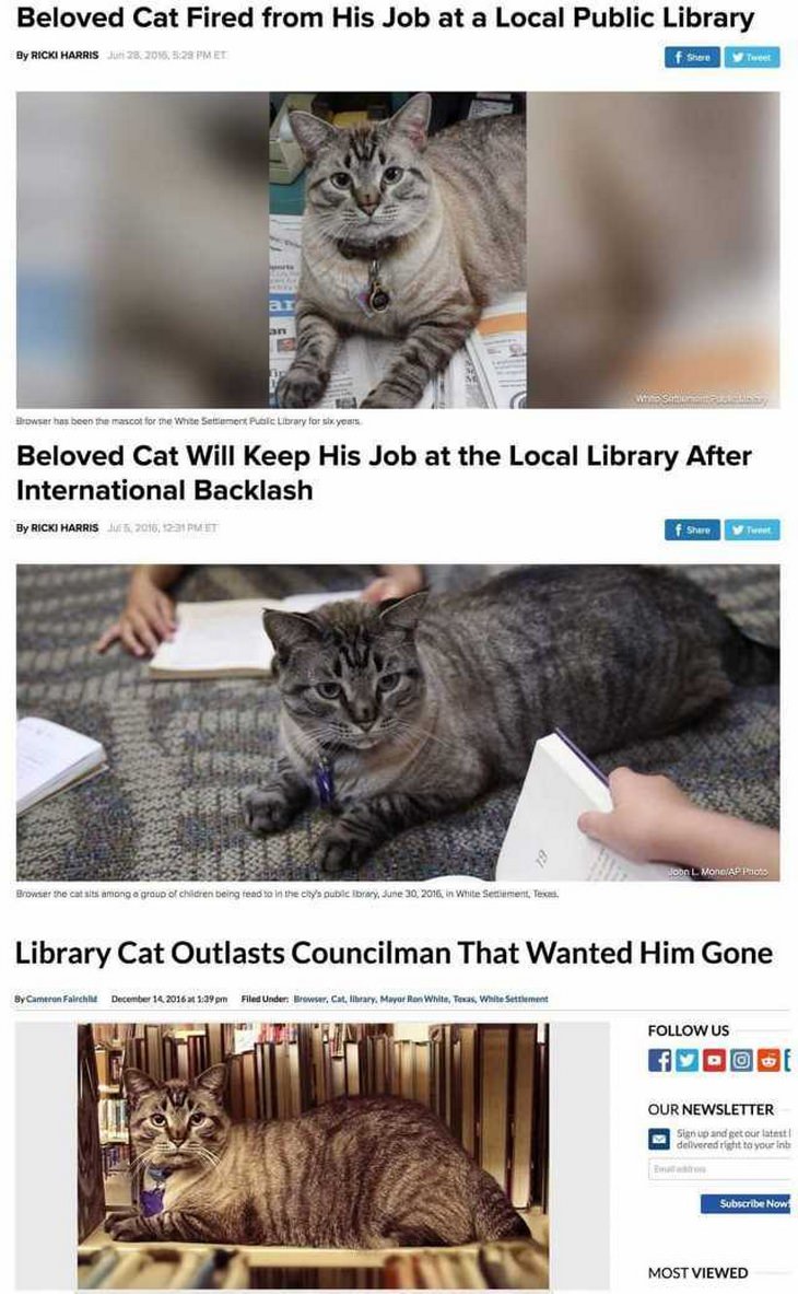 Heartwarming Cats: library cat