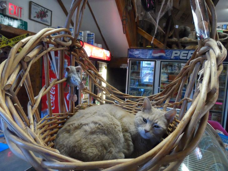 Heartwarming Cats: mayor Stubbs Alaska