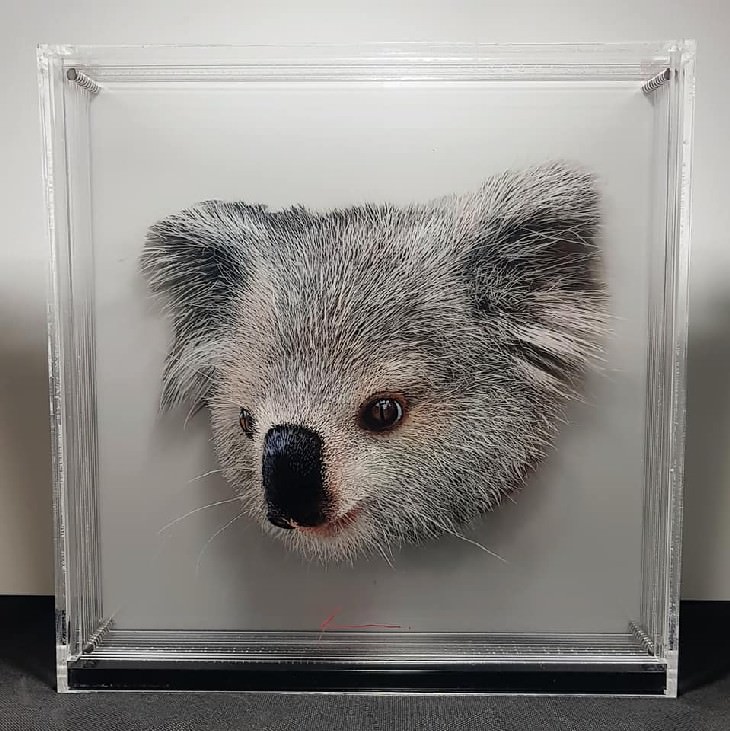 Yosman Botero Gómez 3D animal paintings koala