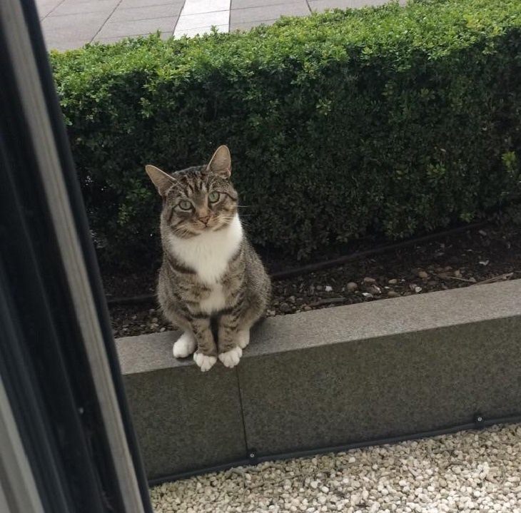 Heartwarming Cats: visitor