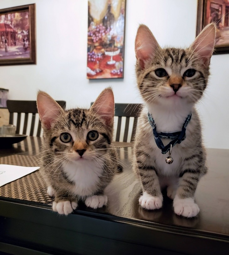 Heartwarming Cats: adopted pair