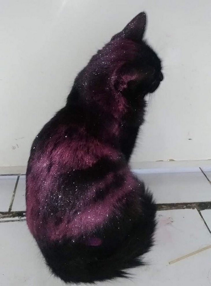 Heartwarming Cats: glitter galaxy