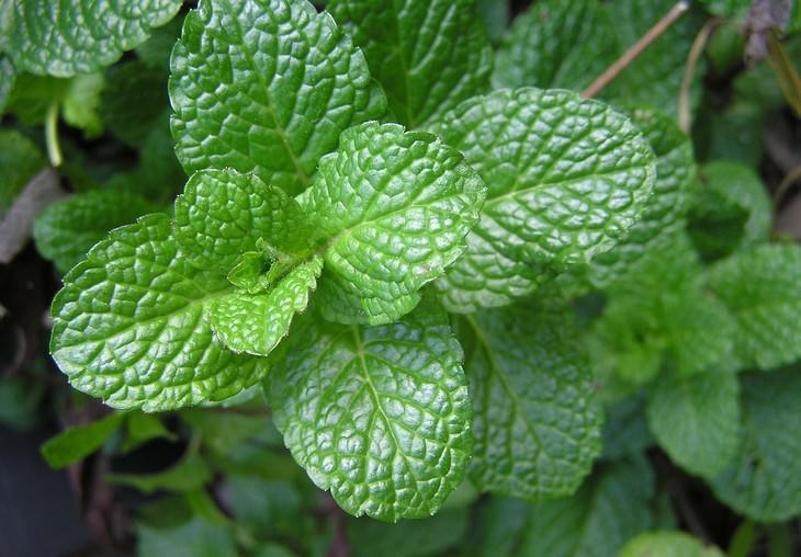 pleasant smelling indoor plants Spearmint (Mentha spicata)