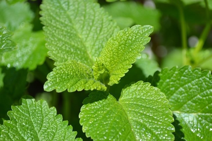 pleasant smelling indoor plants Lemon Balm (Melissa officinalis)