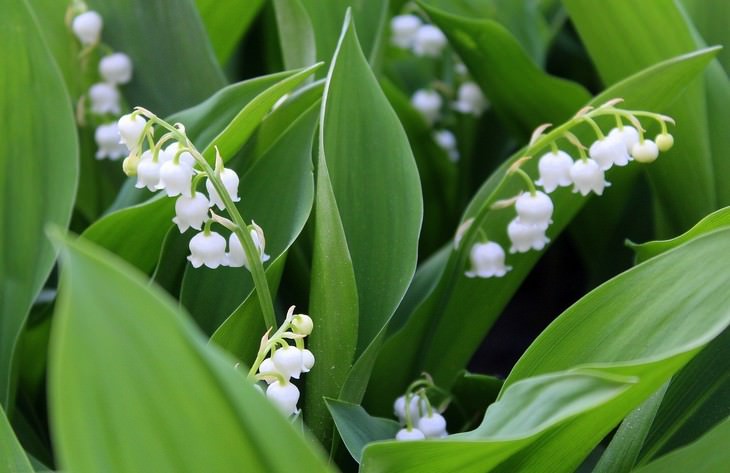 pleasant smelling indoor plants Lily of the Valley (Convallaria)