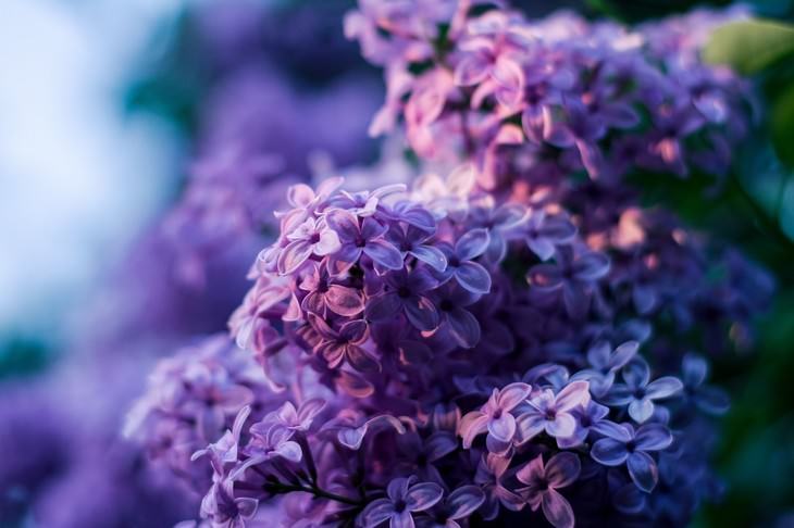 pleasant smelling indoor plants Lilac (Syringa)