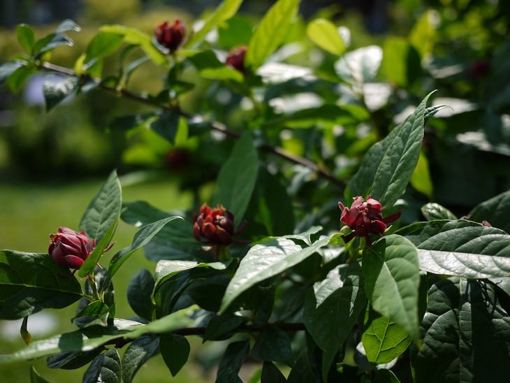 pleasant smelling indoor plants Carolina Allspice (Calycanthus floridus)