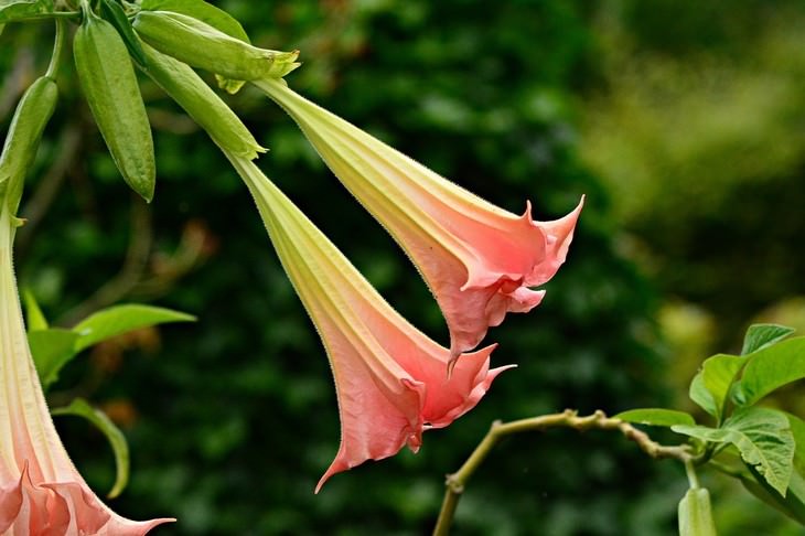 pleasant smelling indoor plants Angel’s Trumpet (Brugmansia)