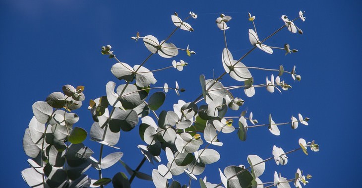 pleasant smelling indoor plants Eucalyptus
