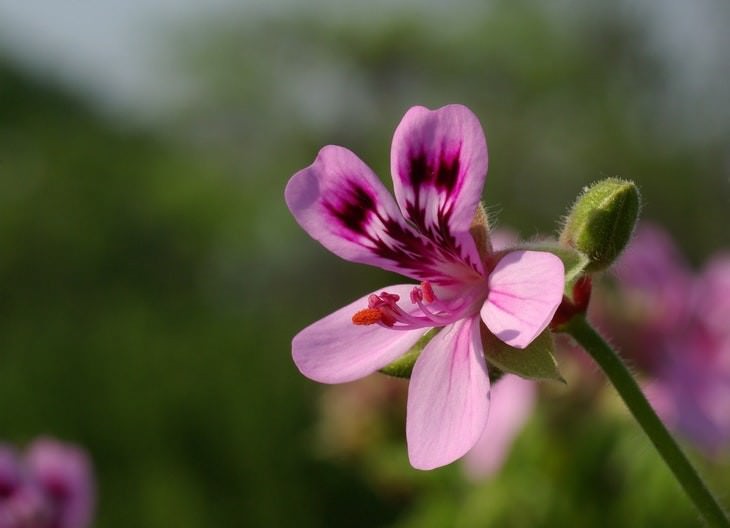 pleasant smelling indoor plants Scented Geraniums (Pelargonium)