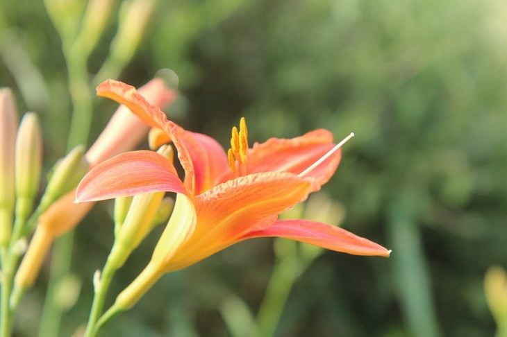 pleasant smelling indoor plants Oriental Lily (Lilium orientalis)