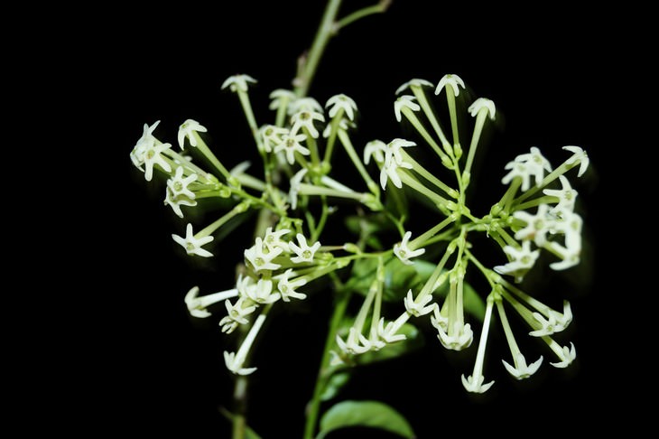 pleasant smelling indoor plants Night-Blooming Jasmine (Cestrum nocturnum)