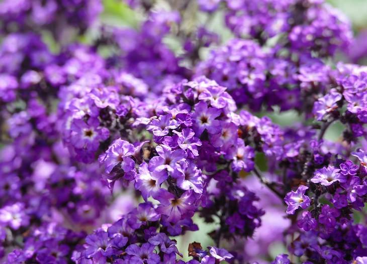 pleasant smelling indoor plants Heliotrope (Heliotropium arborescens)