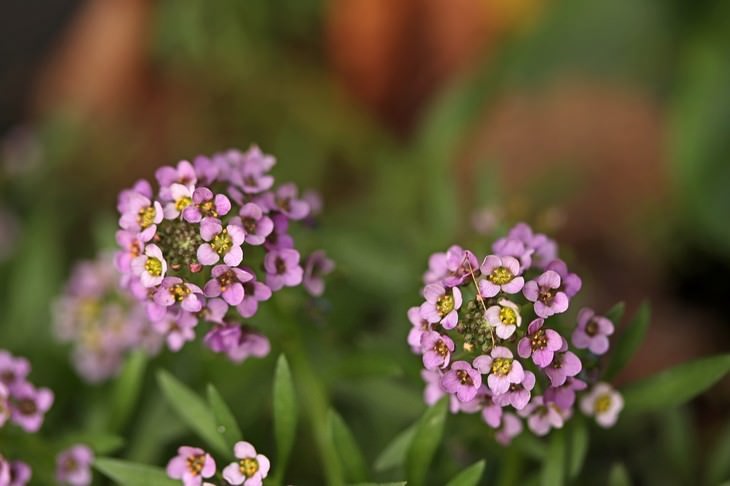 pleasant smelling indoor plants Sweet Alyssum (Lobularia maritima)