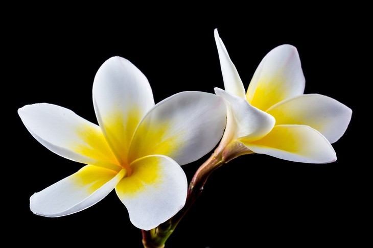 pleasant smelling indoor plants Frangipani (Plumeria rubra)