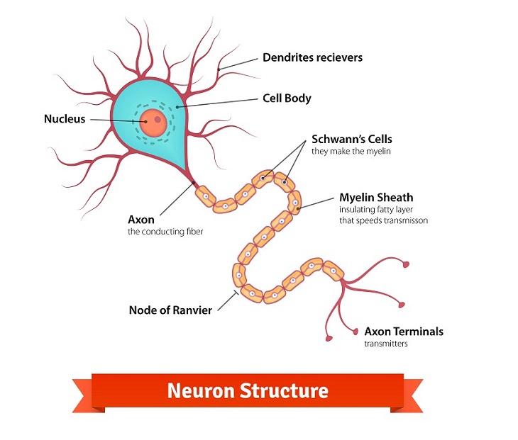 Alzheimer's and sleep neuron