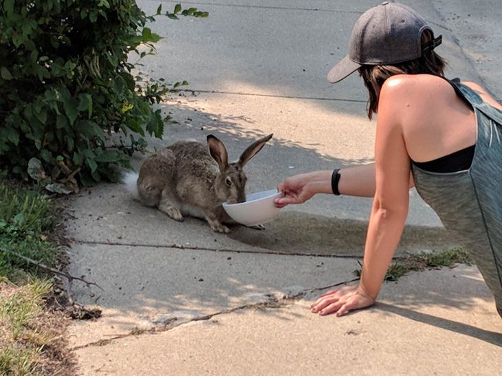 Faith in Humanity: dehydrated hare
