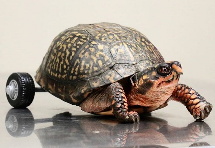 Faith in Humanity: legless turtle