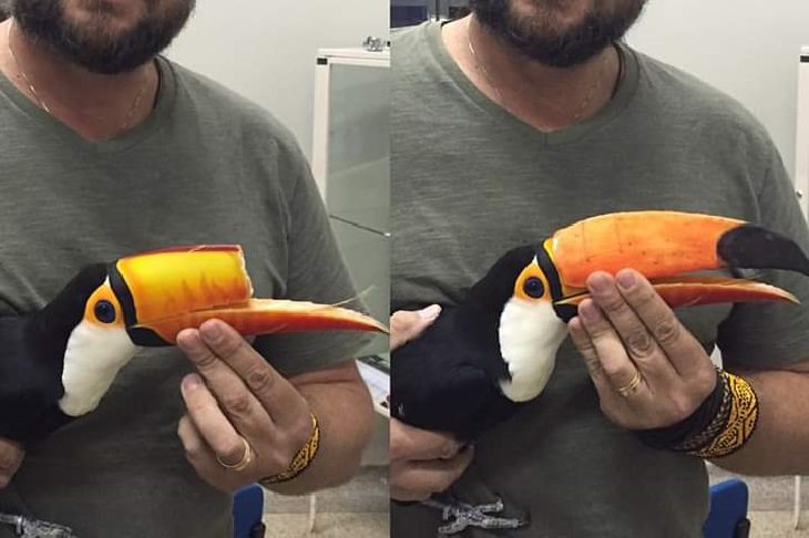 Faith in Humanity: toucan printed beak
