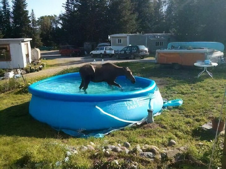 typical canada funny photo collection moose in pool