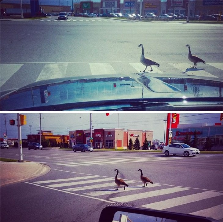 typical canada funny photo collection geese crossing street