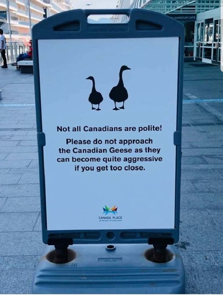 typical canada funny photo collection dangerous geese