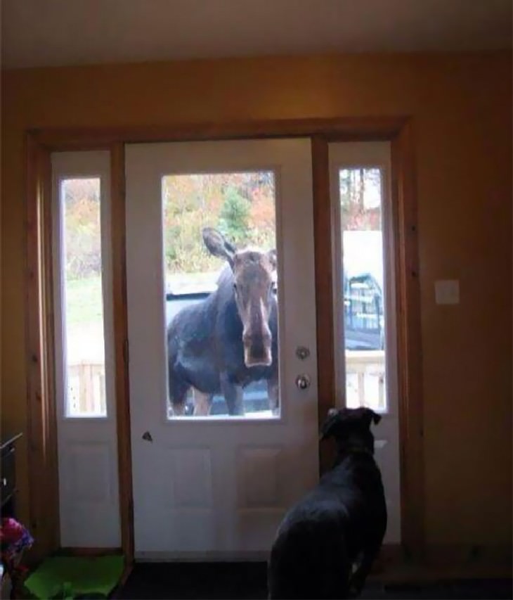 typical canada funny photo collection moose at doorstep