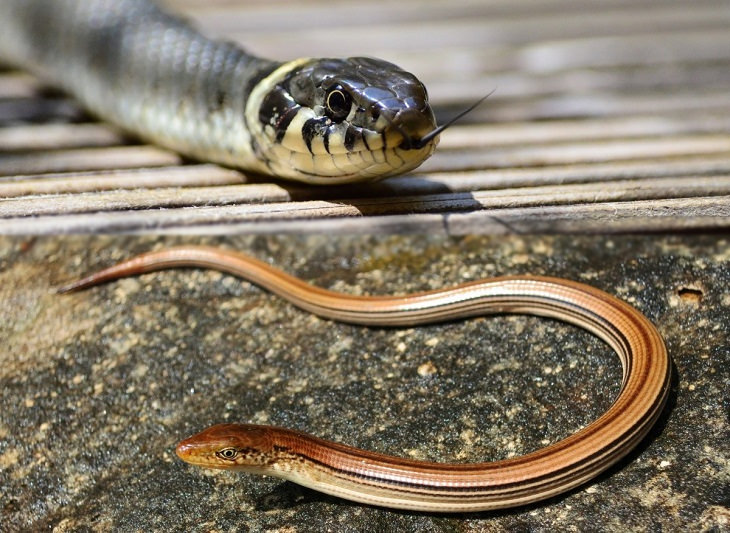 Convergent evolution: legless lizard and snake