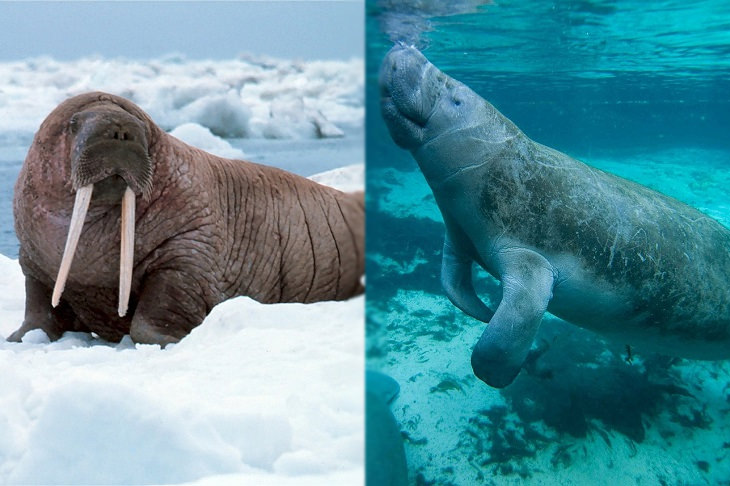 Convergent evolution: walrus and manatee