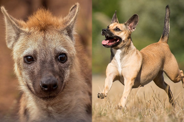 Convergent evolution: hyenas and canines