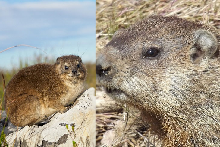 Convergent evolution: hyrax and marmot