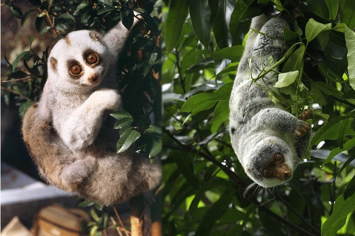 Convergent evolution: slow loris and cuscus