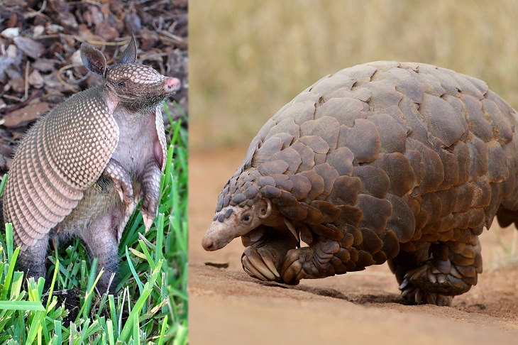 Convergent evolution: armadillo and pangolin