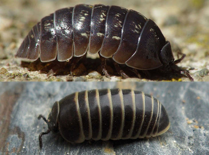 Convergent evolution: woodlouse and pill millipede