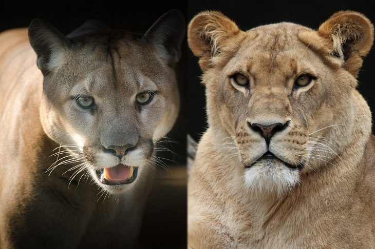 Convergent evolution: puma and lion