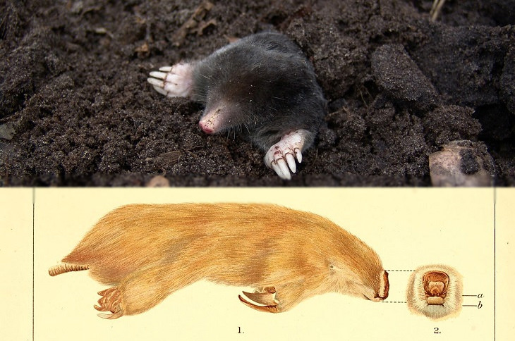 Convergent evolution: moles